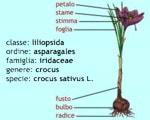 pianta dello zafferano